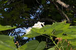 Southern catalpa